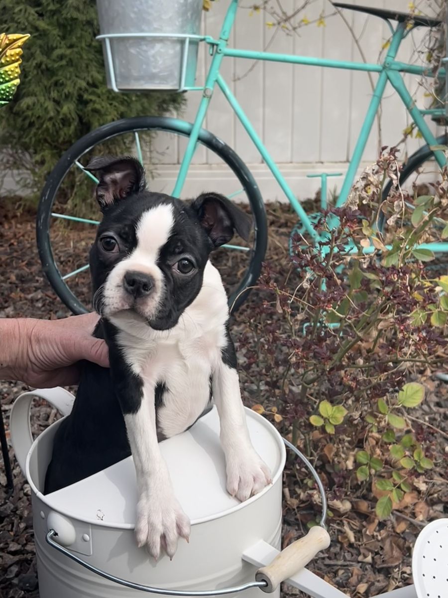 Female Boston Terrier