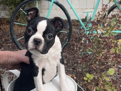 Female Boston Terrier