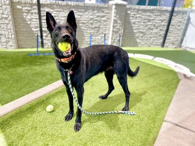 A161876 Franz is Available for Adoption!