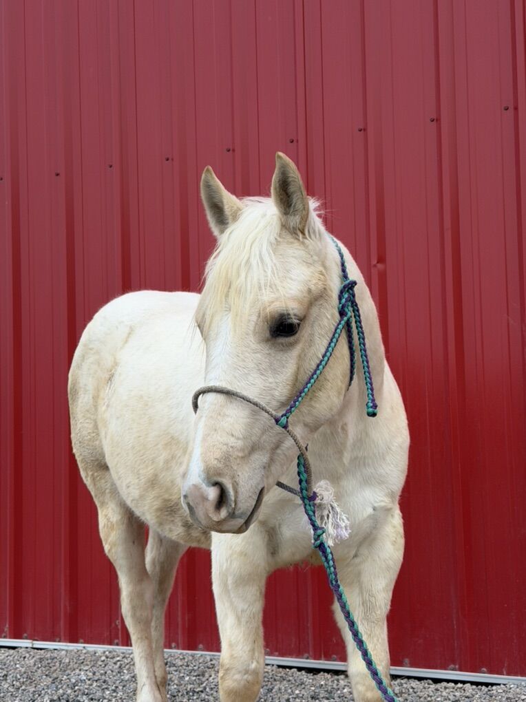 2 Year old AQHA mare
