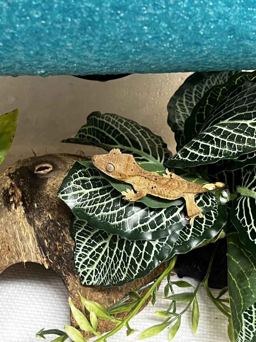 Created gecko for sale