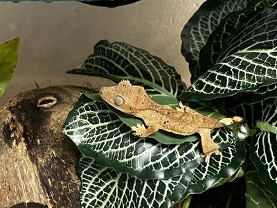 Created gecko for sale