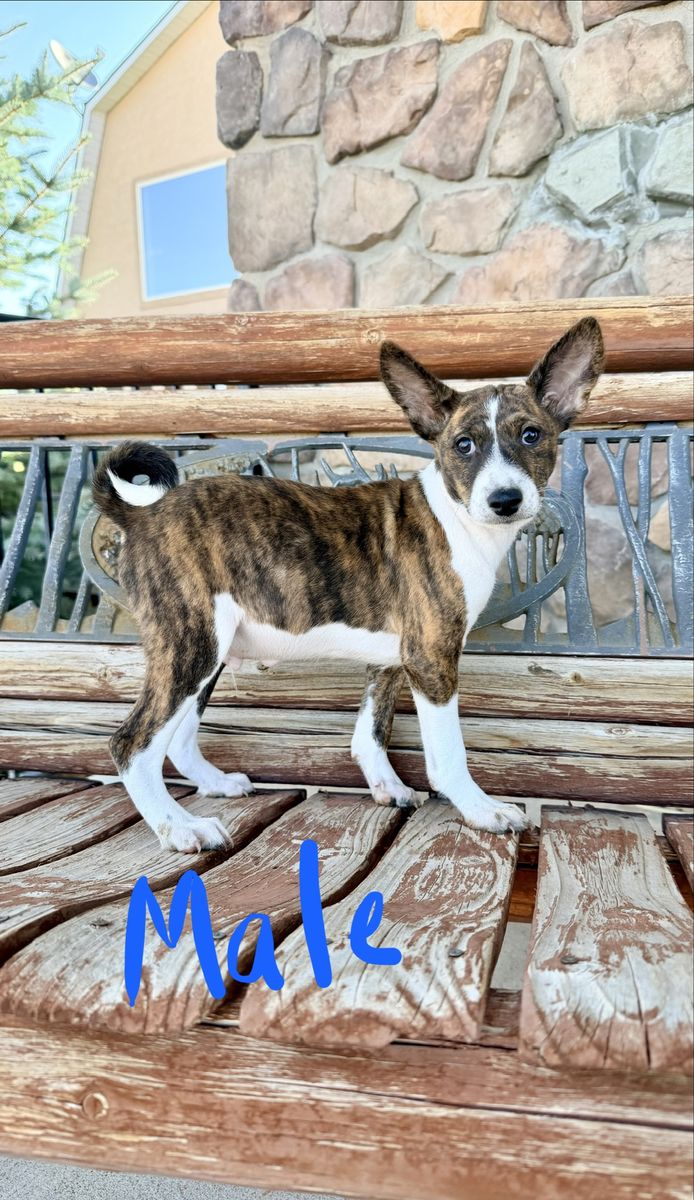 AKC Basenji Pups! Don't Bark!  Hypoallergenic!