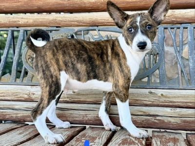 AKC Basenji Pups! Don't Bark! Hypoallergenic!