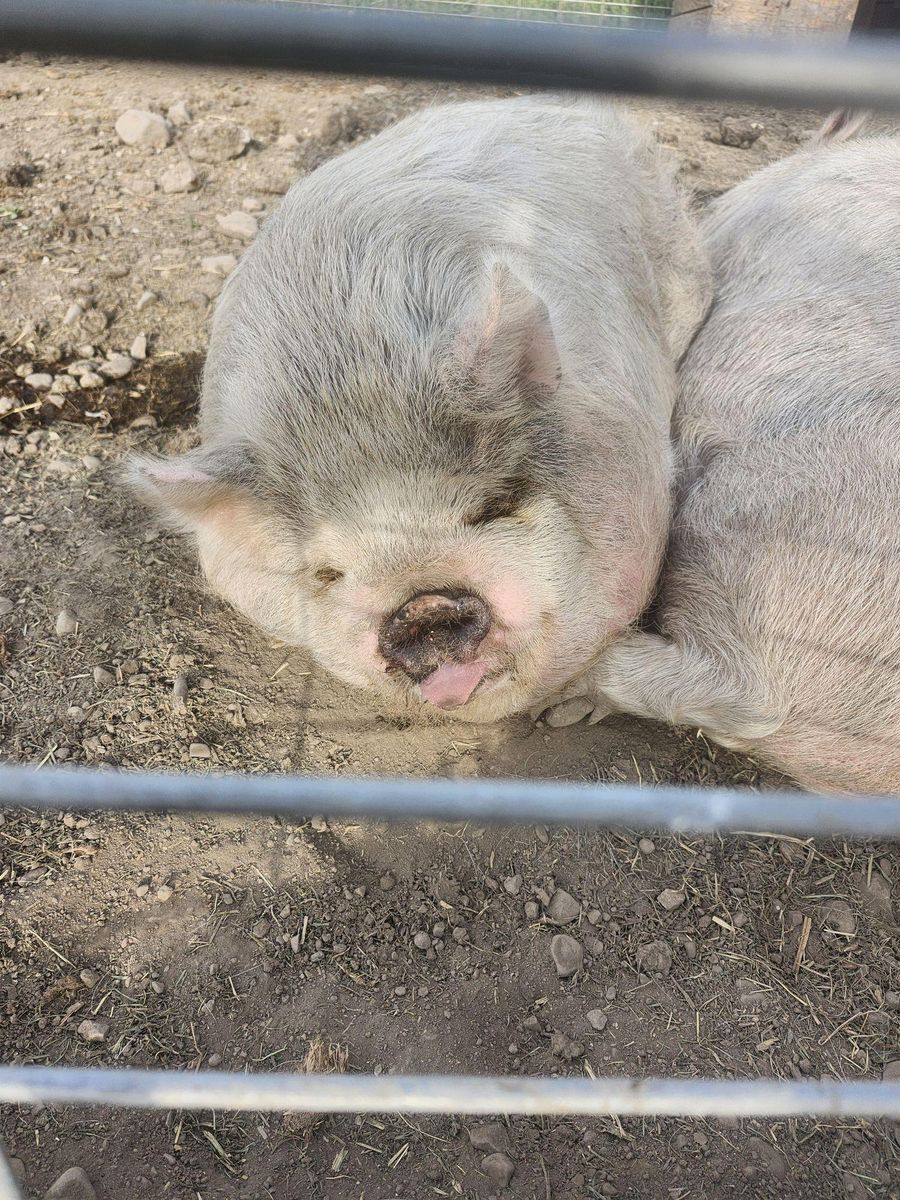 Kunekune Pigs Tooele