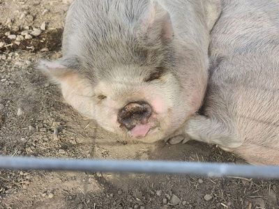 Kunekune Pigs Tooele