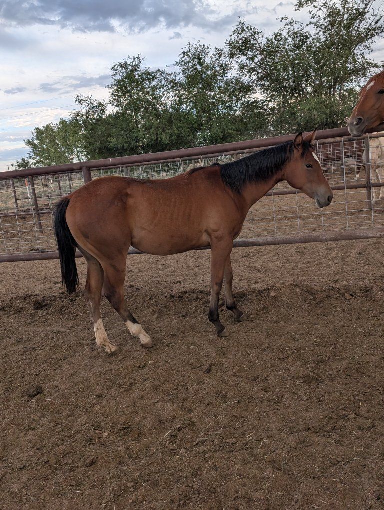 AQHA Yearling Filly
