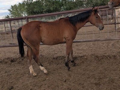 AQHA Yearling Filly