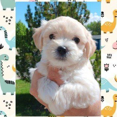 MICRO Chihuahua/ Shih Tzu Male Puppies ($599 OBO)