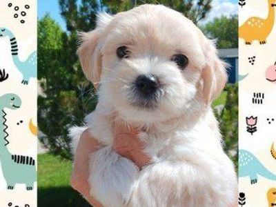 MICRO Chihuahua/ Shih Tzu Male Puppies