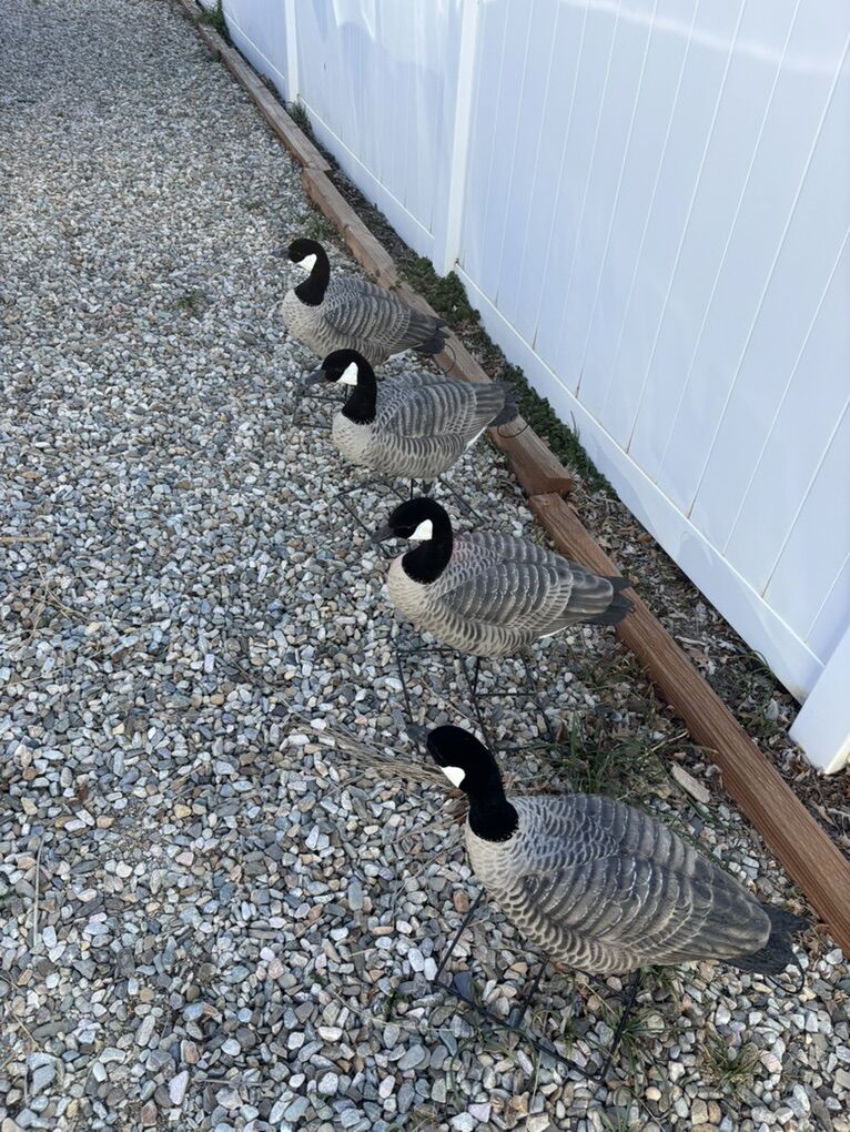 Full Body Goose Decoys