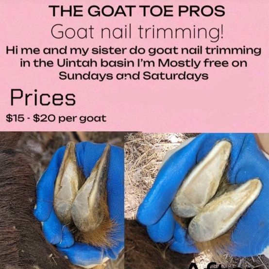 Goat nail trimming!