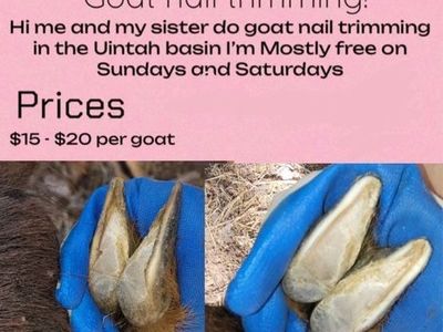 Goat nail trimming!