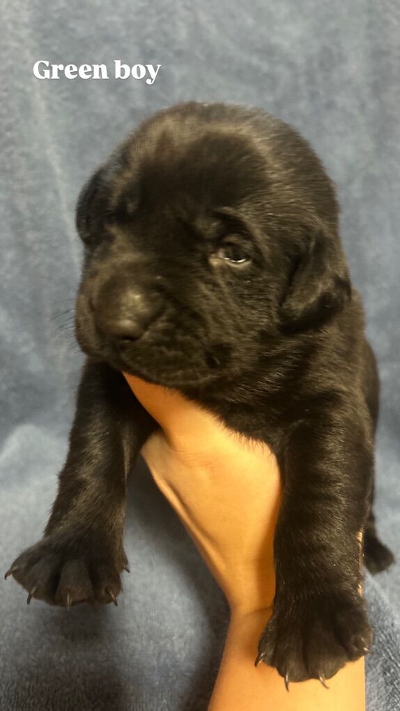 Yellow & Black pointing Labs