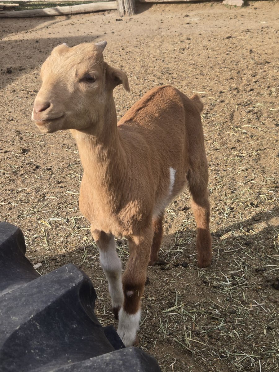 Boer/nubian Boer/lamancha