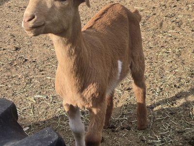 Boer/nubian Boer/lamancha