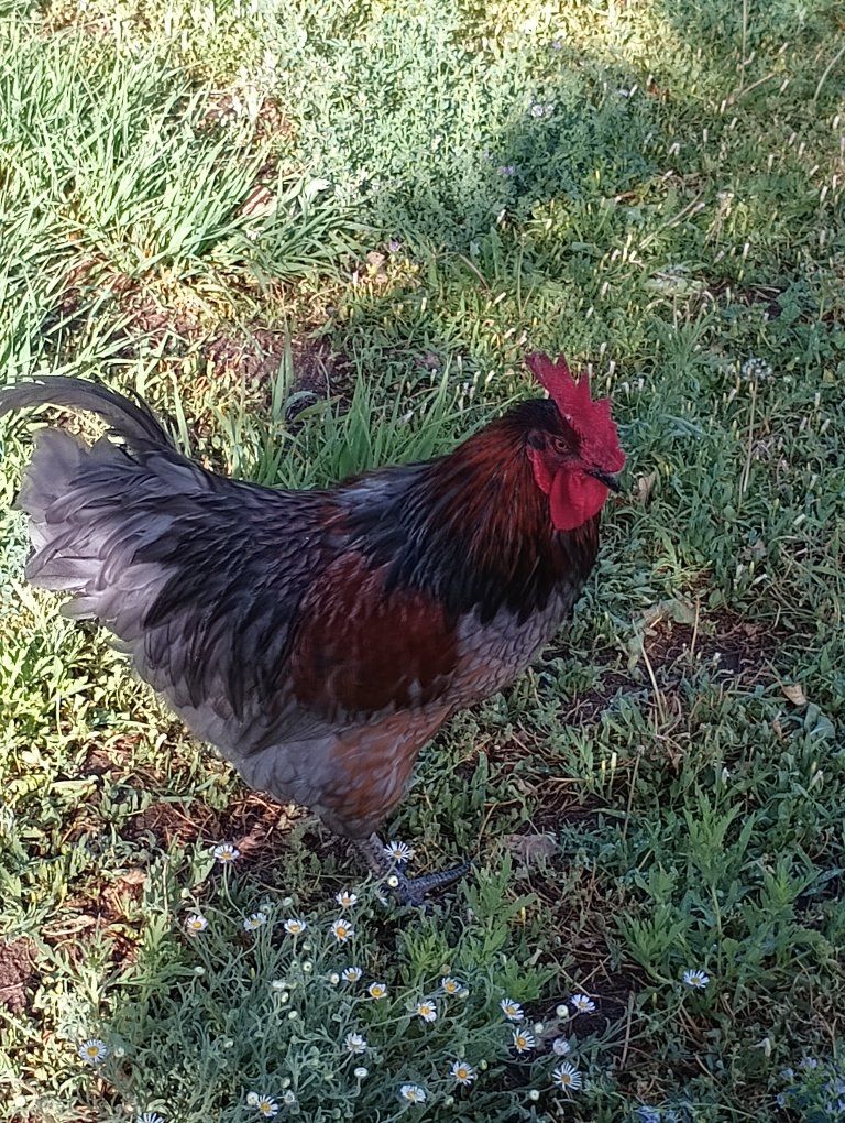 Free Rooster