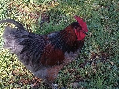 Free Rooster
