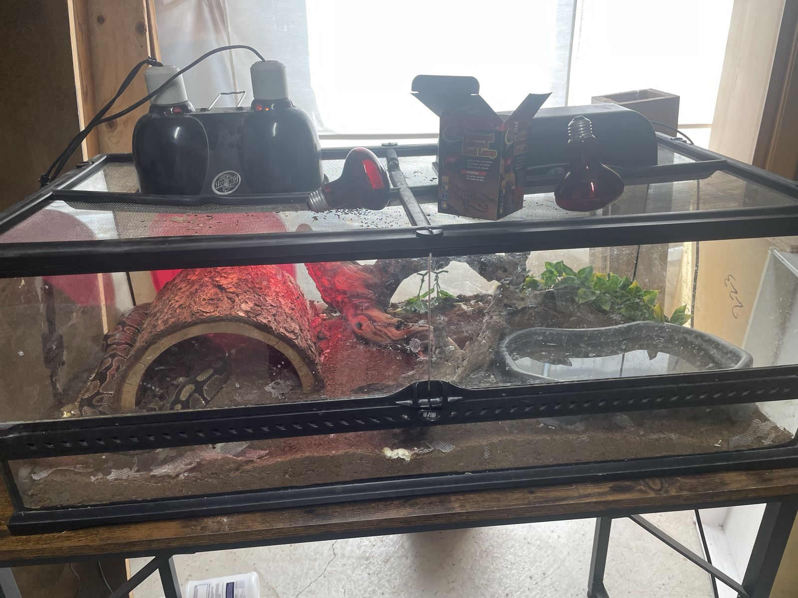 Ball python snake and cage 