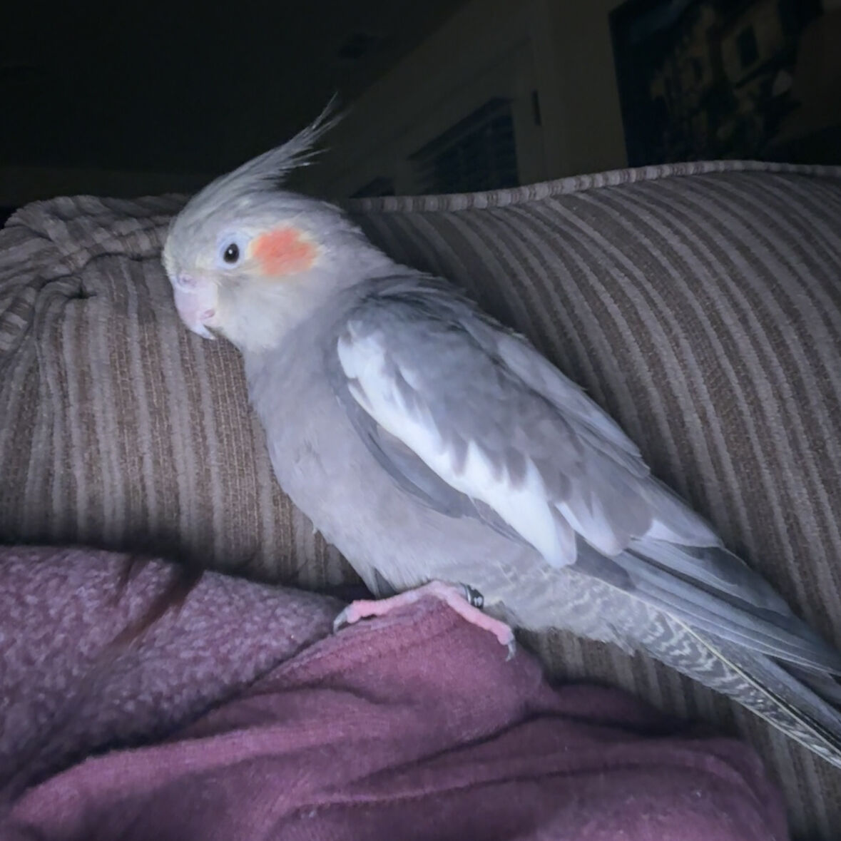 Female Cockatiel