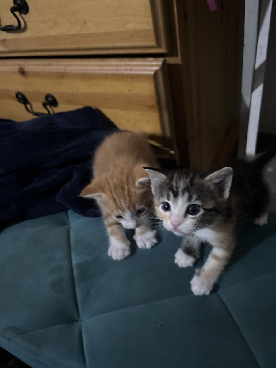 Kittens for sale for $80 each