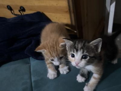 Kittens for sale for $80 each
