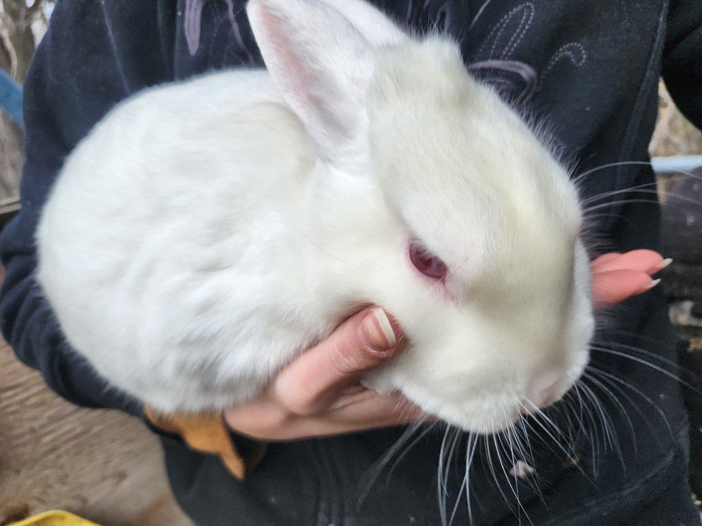 Mini Satin White buck