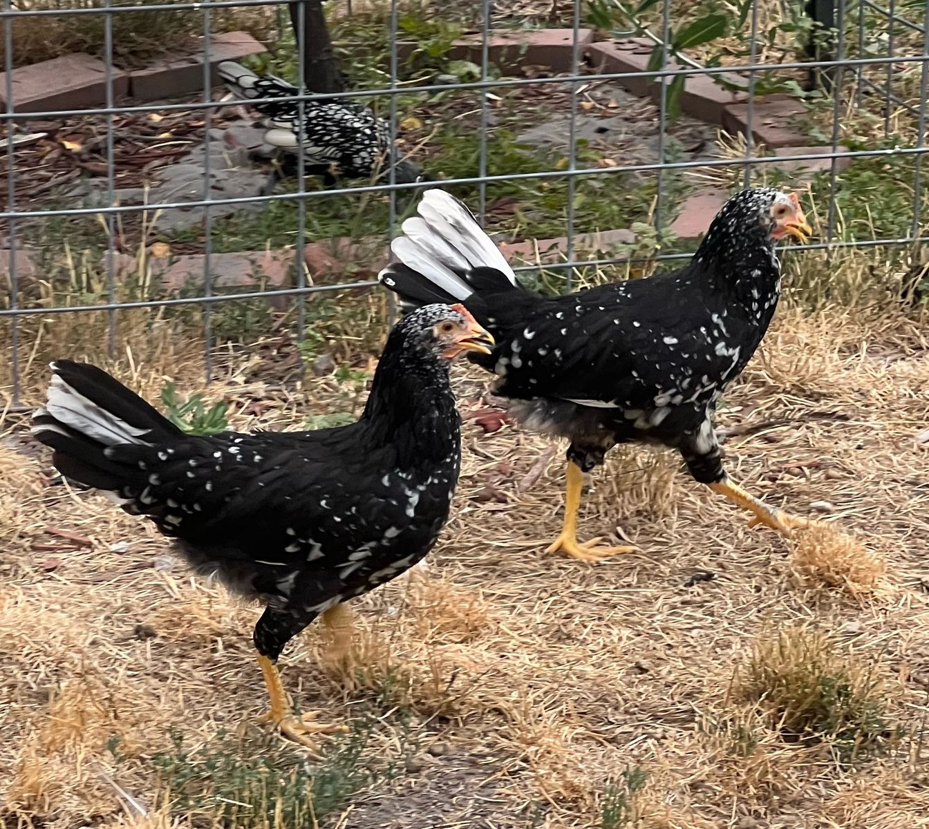 Young Hens