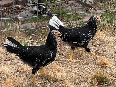 Young Hens
