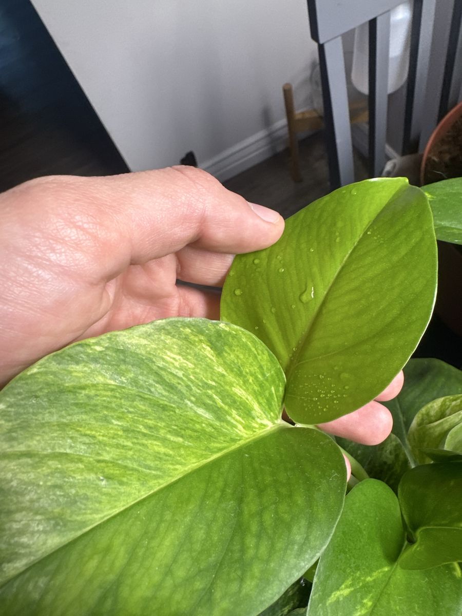 Assorted Houseplants for Sale or Trade - Pothos, Spider Plants