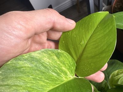 Assorted Houseplants for Sale or Trade - Pothos, Spider Plants