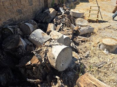 Free Firewood - Mixed Hardwood Logs and Stumps for Burning or Crafting