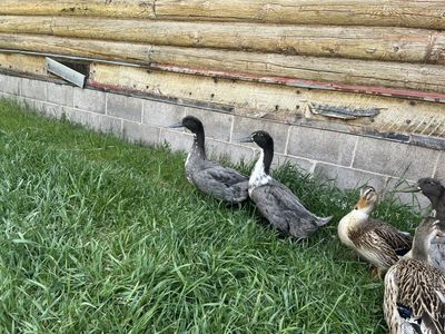 Male Ducks