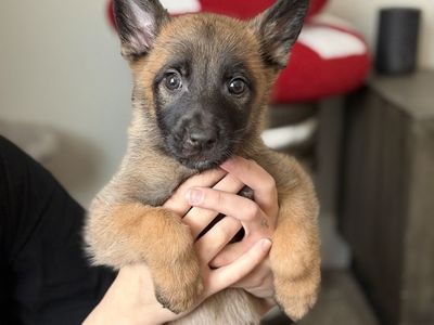 BELGIAN MALINOIS PUPPIES READY TO GO