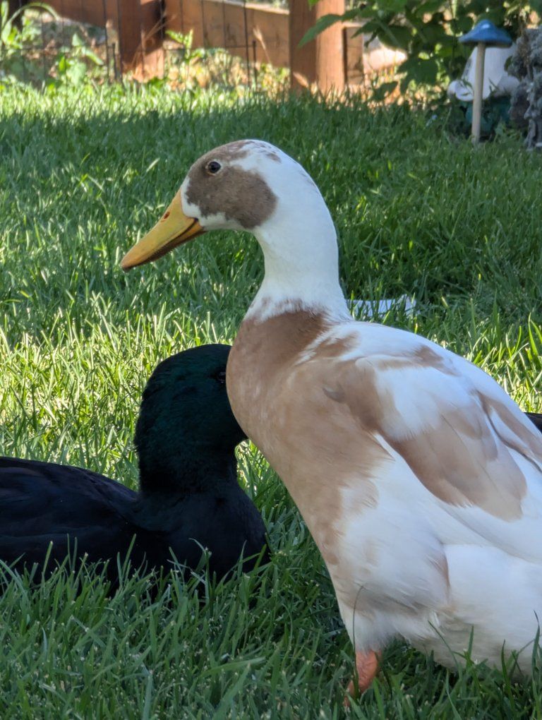 Ducks for Sale - Various Breeds & Colors