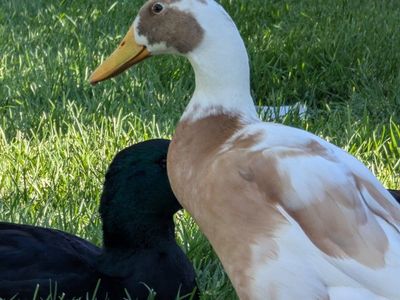Ducks for Sale - Various Breeds & Colors