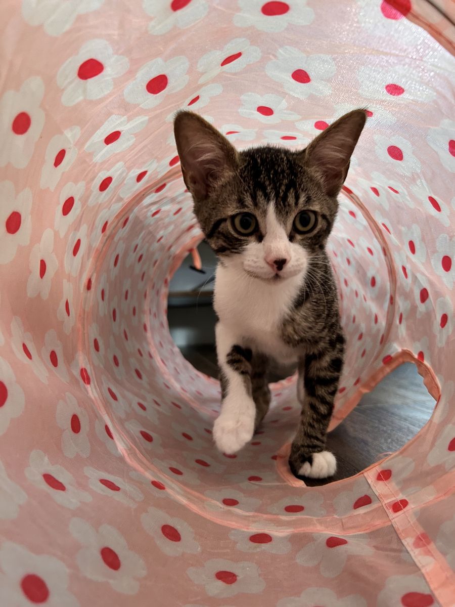 Great ESA kitties! Neutered/vaxed pet/child-friendly 4 month brothers! 
