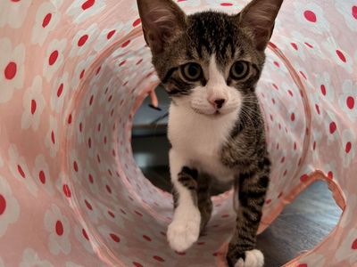 Great ESA kitties! Neutered/vaxed pet/child-friendly 4 month brothers!