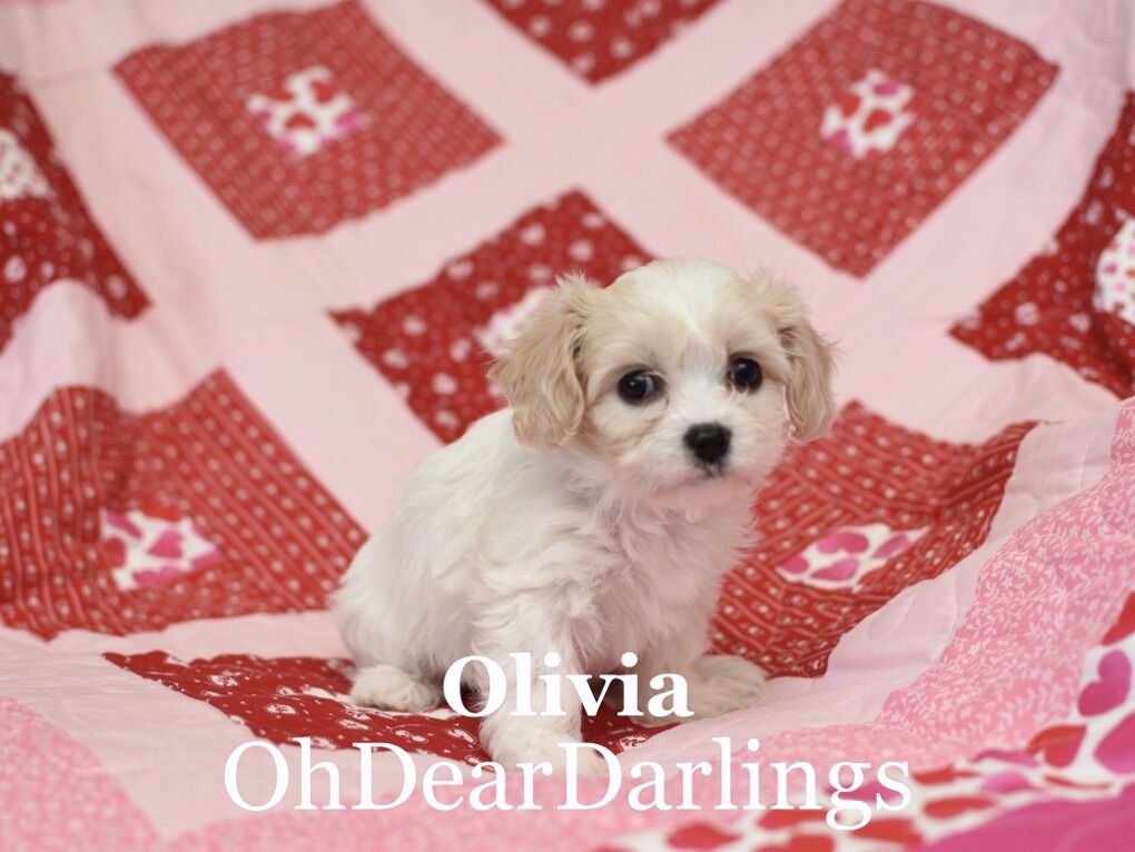 Cavachons Ready For Valentines