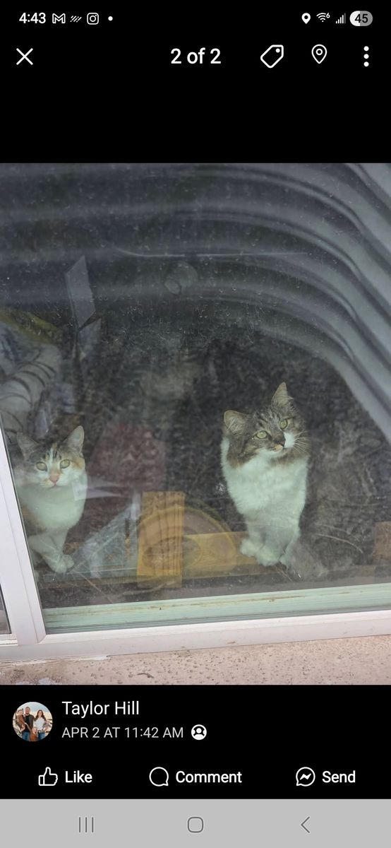 Sweet Cats Need a New Home