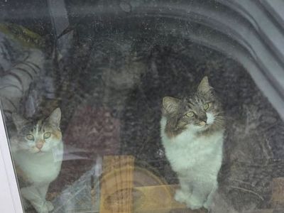 Sweet Cats Need a New Home