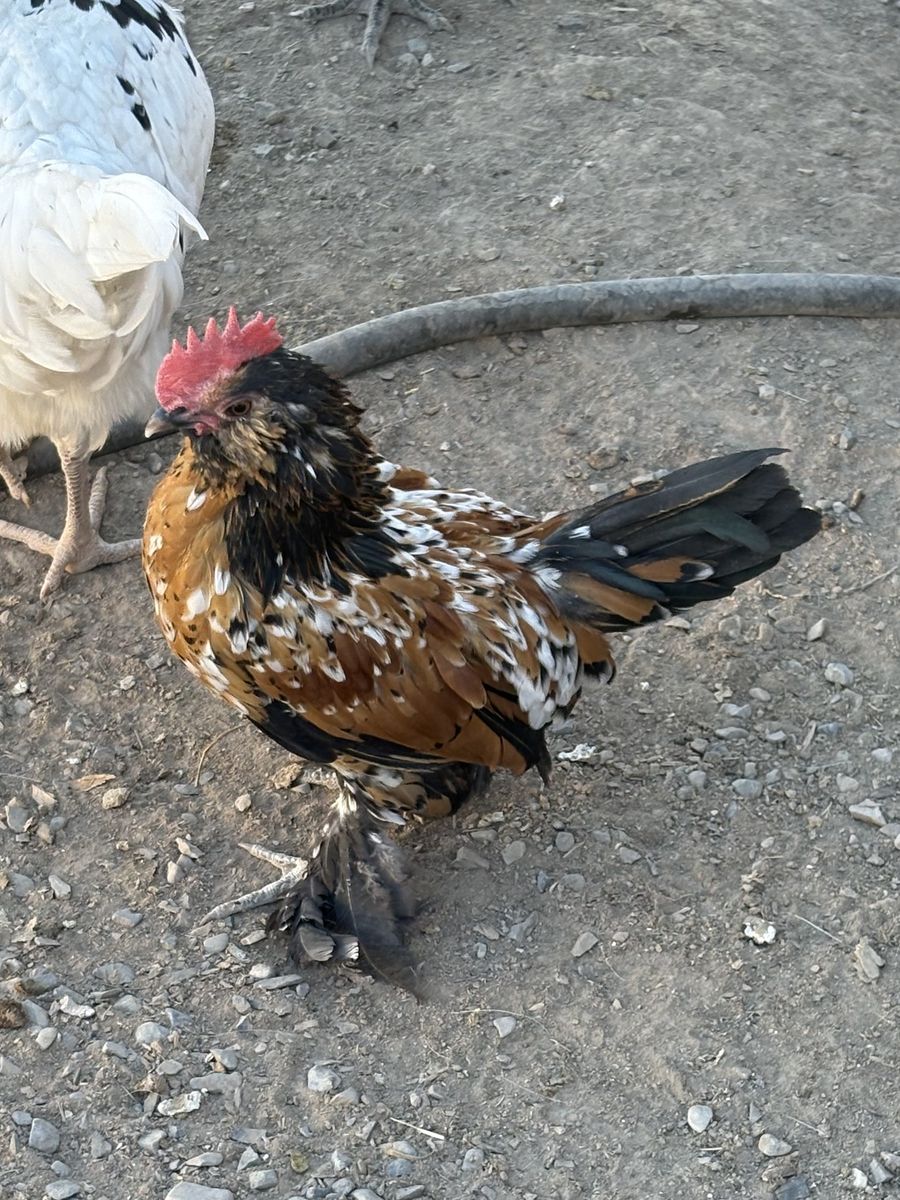 Free! Millie Fleur D’Uccle Rooster