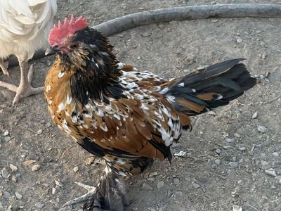 Free! Millie Fleur D’Uccle Rooster
