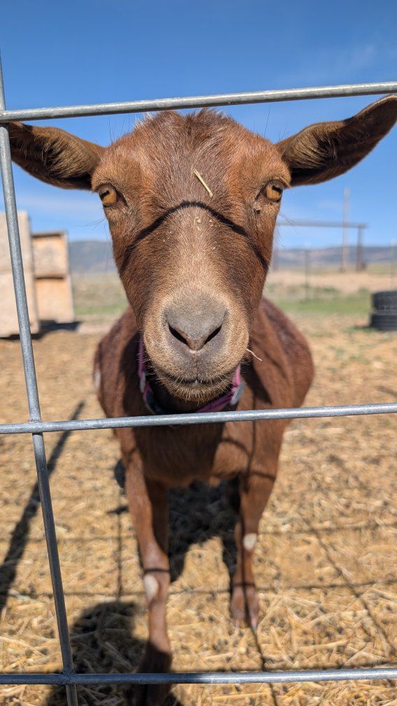 ADGA registered doe