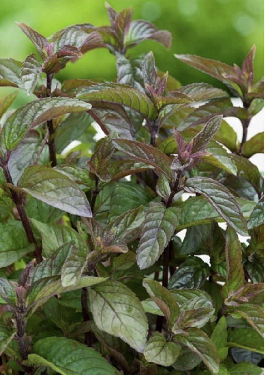 FREE chocolate mint