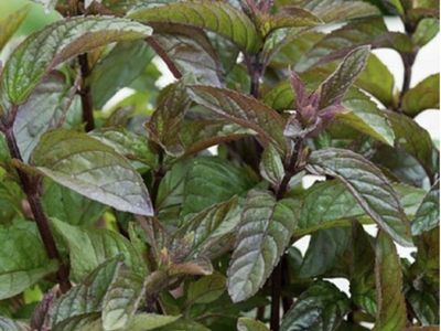 FREE chocolate mint