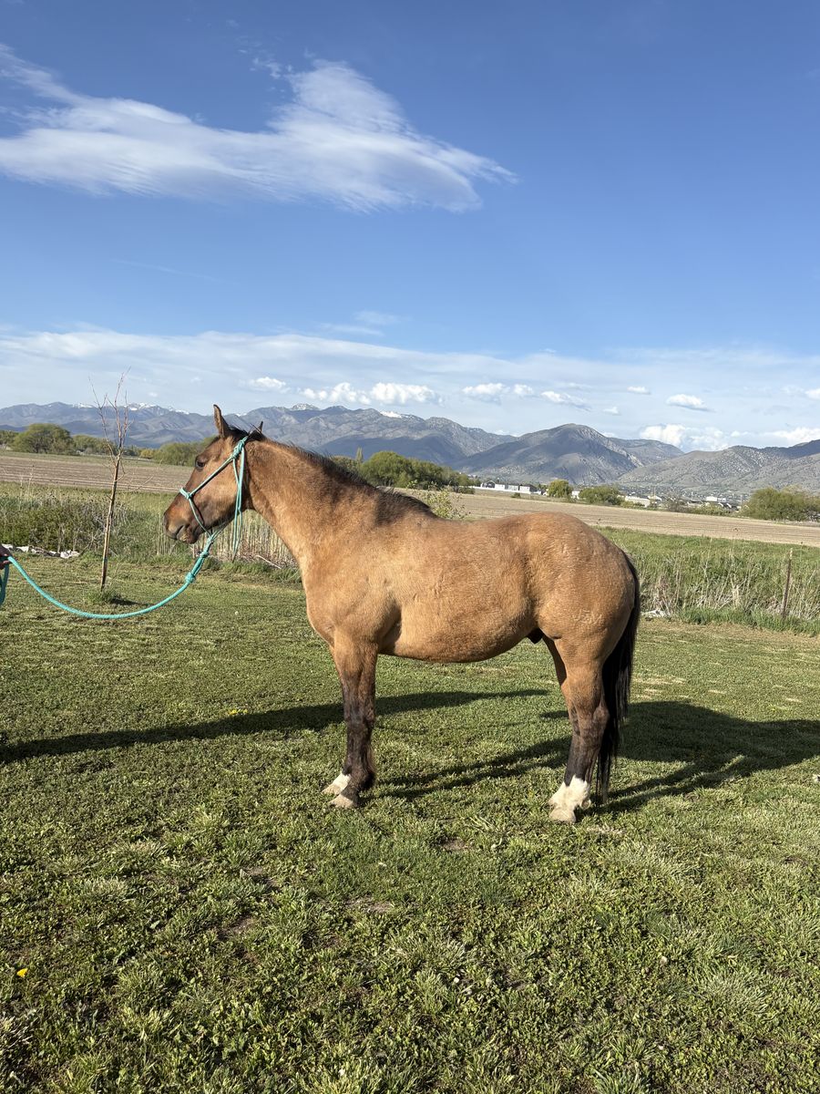 5 yr old Gelding