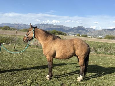 5 yr old Gelding