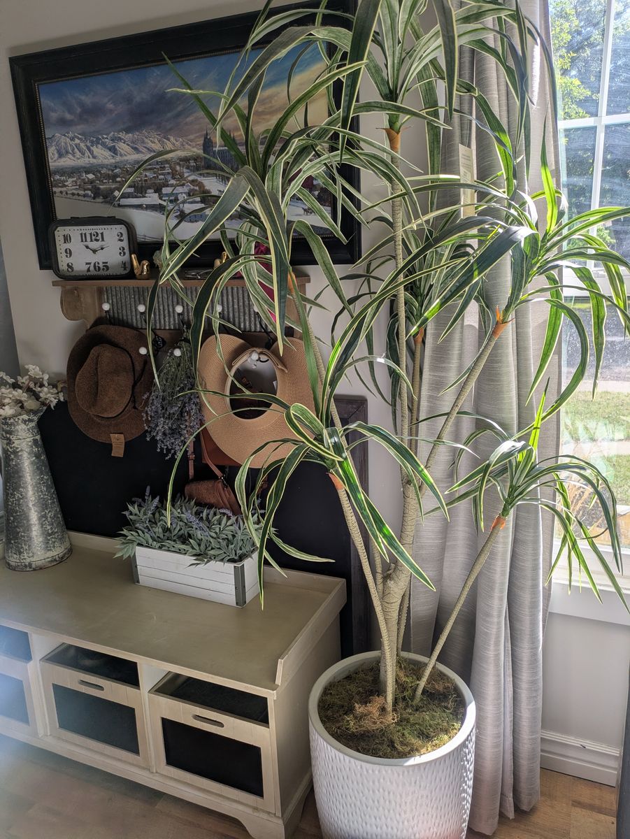 yucca Tree 