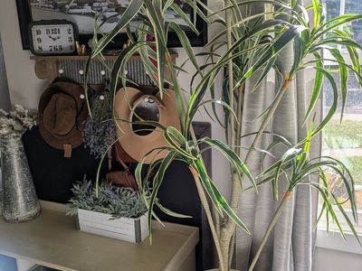yucca Tree